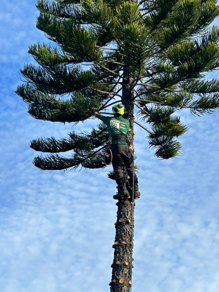 Padilla Tree Service professional crew