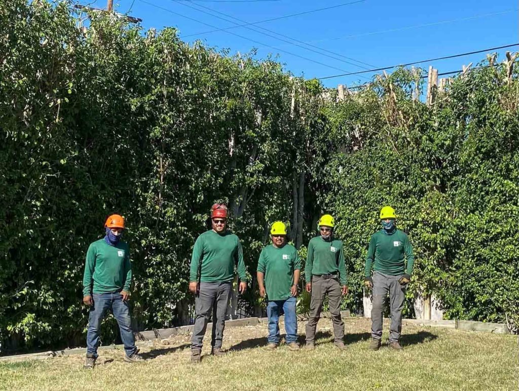 Tree service consultation and free estimate