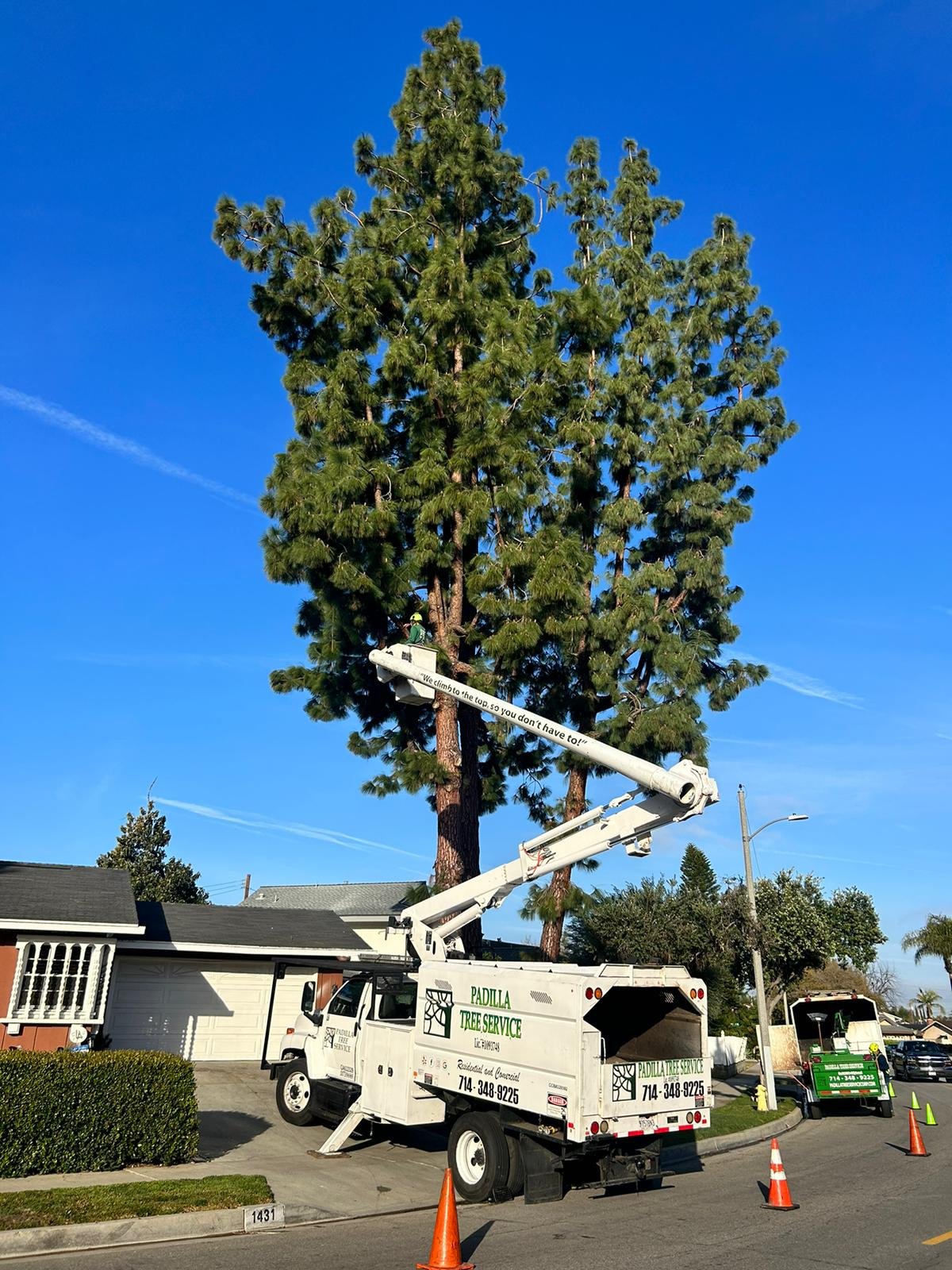 Professional tree service work in progress