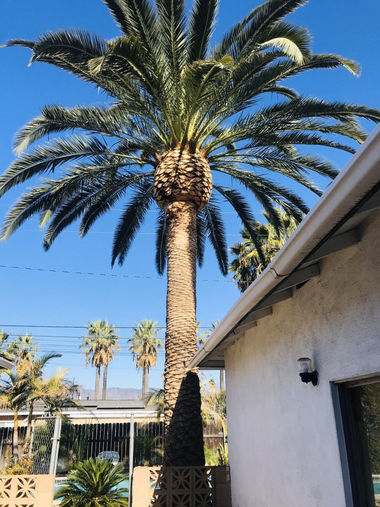Clean and attractive property after tree service